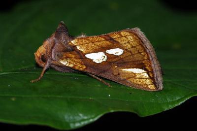 <i>Plusia festucae</i>