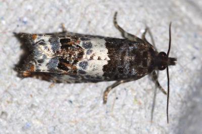 <i>Notocelia trimaculana</i>