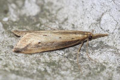 <i>Donacaula forficella</i>