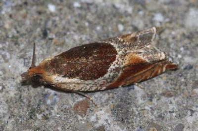 <i>Ancylis unculana</i>