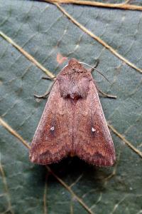 <i>Mythimna albipuncta</i>