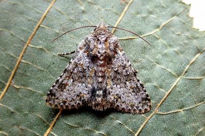 <i>Hecatera dysodea</i>