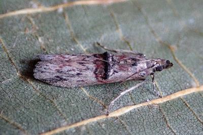 Nephopterix angustella