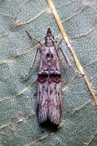 <i>Nephopterix angustella</i>