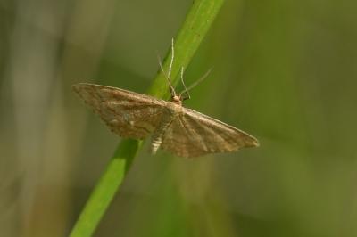 <i>Idaea ochrata</i>