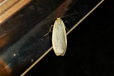 <i>Collita griseola</i>