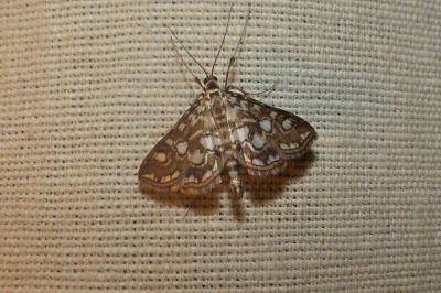 <i>Elophila nymphaeata</i>