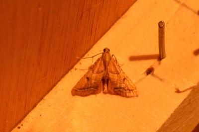 <i>Endotricha flammealis</i>
