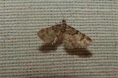 <i>Gymnoscelis rufifasciata</i>