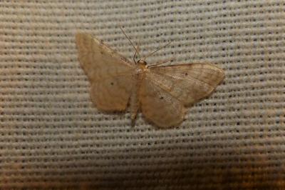 <i>Idaea fuscovenosa</i>