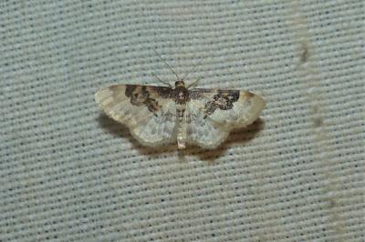 <i>Idaea rusticata</i>