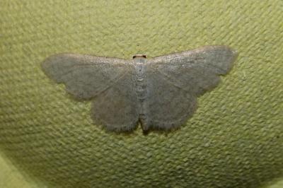 <i>Idaea subsericeata</i>