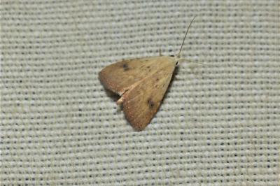<i>Rivula sericealis</i>