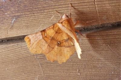 <i>Selenia lunularia</i>