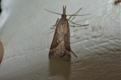 <i>Synaphe punctalis</i>