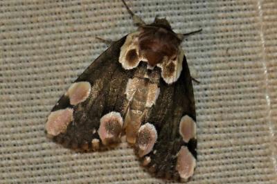 <i>Thyatira batis</i>