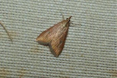 <i>Udea ferrugalis</i>