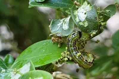 <i>Cydalima perspectalis</i>