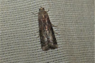 <i>Phycita roborella</i>