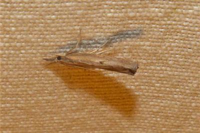 <i>Pediasia contaminella</i>