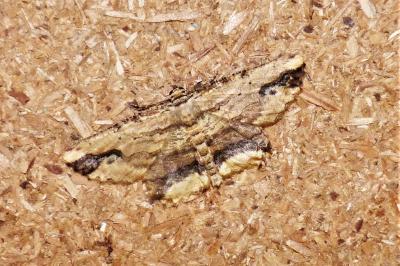 <i>Menophra abruptaria</i>