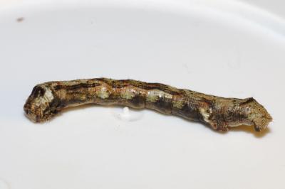 <i>Ectropis crepuscularia</i>