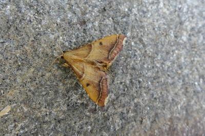 <i>Endotricha flammealis</i>