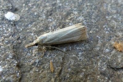 <i>Chrysoteuchia culmella</i>