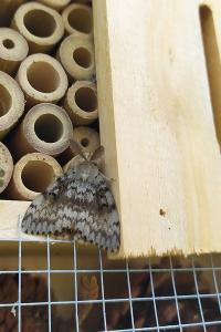 <i>Lymantria dispar</i>