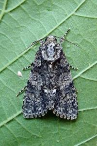 <i>Acronicta rumicis</i>