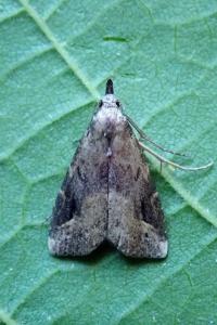 <i>Schrankia costaestrigalis</i>