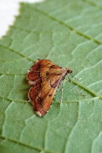 <i>Endotricha flammealis</i>