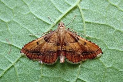 <i>Endotricha flammealis</i>