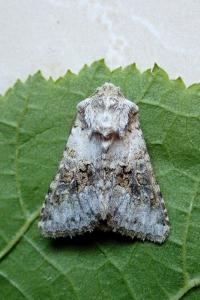 <i>Hecatera bicolorata</i>