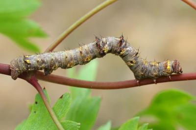 <i>Phigalia pilosaria</i>
