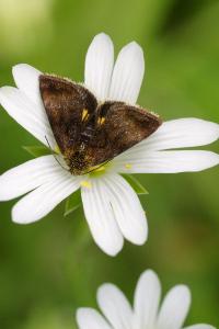 <i>Panemeria tenebrata</i>