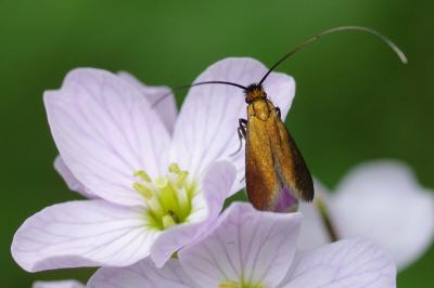 <i>Cauchas rufimitrella</i>