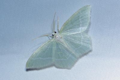 <i>Jodis lactearia</i>