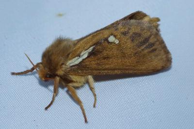 <i>Korscheltellus lupulinus</i>
