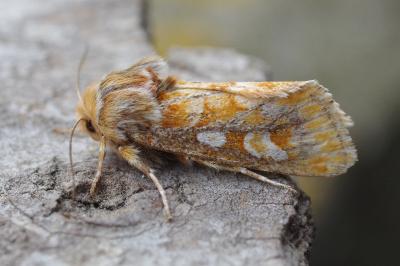 <i>Panolis flammea</i>