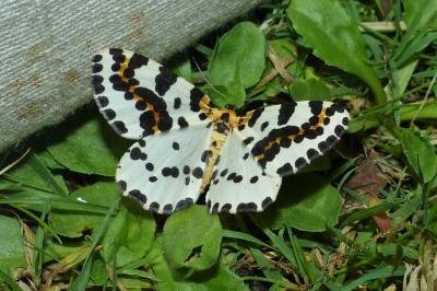 <i>Abraxas grossulariata</i>