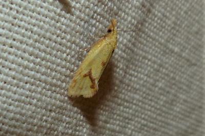 <i>Agapeta hamana</i>