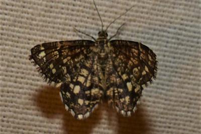 <i>Chiasmia clathrata</i>