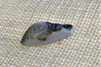 <i>Cilix glaucata</i>