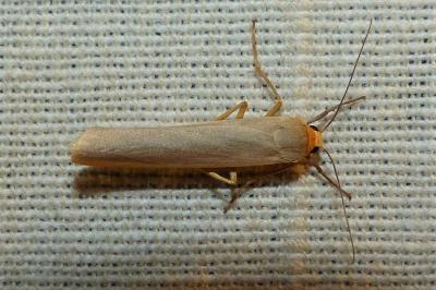 <i>Eilema caniola</i>
