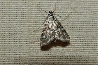 <i>Elophila nymphaeata</i>
