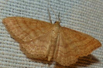 <i>Idaea ochrata</i>