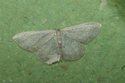 <i>Idaea subsericeata</i>