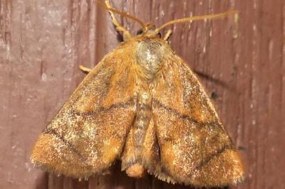 <i>Apoda limacodes</i>