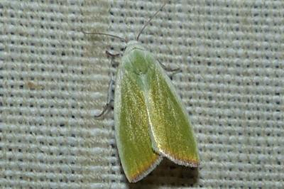 <i>Earias clorana</i>